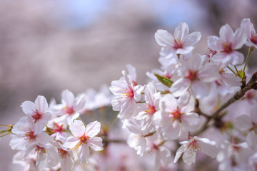 Naklejka premium 桜の花 春のイメージ