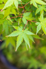 緑のモミジ