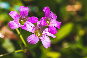 Fototapeta premium ムラサキカタバミの花