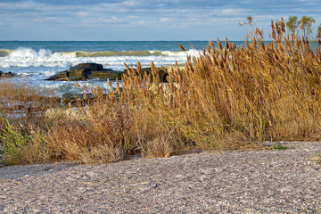 Камыш и море