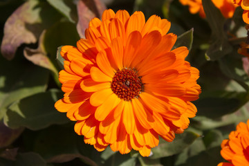 Margarita de color naranja 