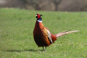 Naklejka premium A majestic ring necked pheasant