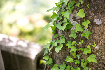 ビーチ　自然イメージ