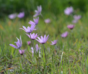 pink wild flowers on a country meadow among blades of grass
