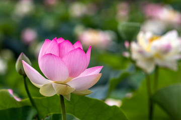 蓮の花　和風イメージ