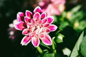Pink Dahlia Fower on Green Nature