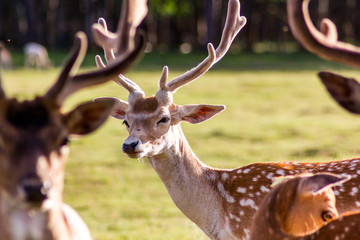 Fototapeta premium Closeup Look of Reindeers Running Around in Latvia
