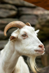 ヤギのポートレート