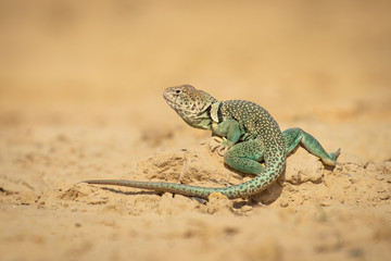Dangerously looking lizard on dry land. Desert is the typical environment for this beautiful animal.