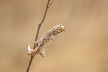 Cute gecko climbing up the dry plant. Very shy and quick animal. Living in harsh exotic conditions, sand, heat, sun. 