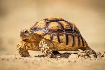 Beautiful turtle slowly walking over sand. Amazing animal. Living in exotic locations in extreme conditions.