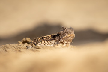 Dangerous and frightening desert lizard. Quietly soaking warmth and energy of the sun. Angry looking reptile.