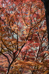 Fototapeta premium 日本、京都、八瀬のもみじ（9）