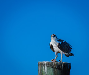 Osprey in Florida