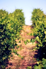 vitis vinifera