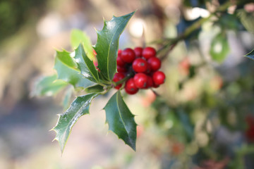 Symbol of Christmas in Europe. Closeup of holly beautiful red berries and sharp leaves on a tree in autumn weather.