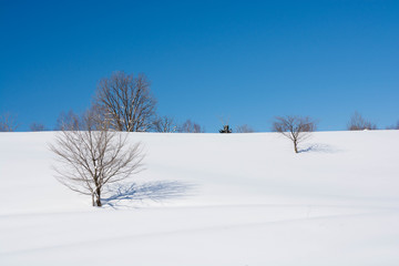 雪原と冬木立