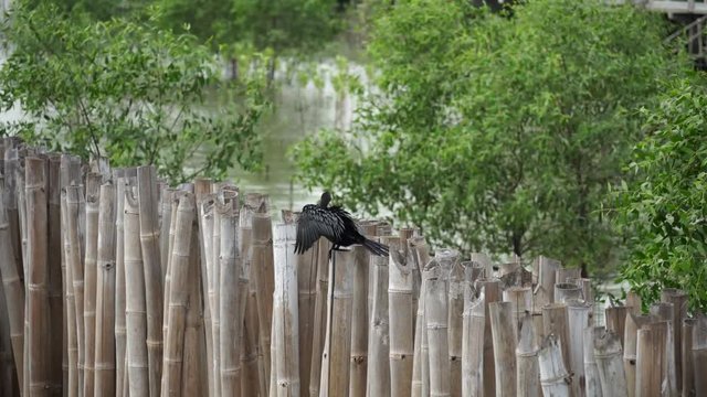large cormorant birds on trees and logs waiting for fishing in sea bangpu
