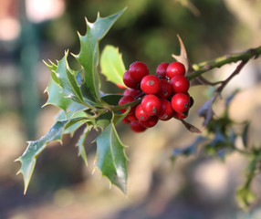 Symbol of Christmas in Europe. Closeup of holly beautiful red berries and sharp leaves on a tree in autumn weather.