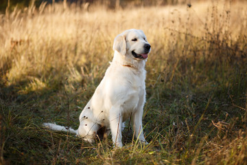 Golden retriever
