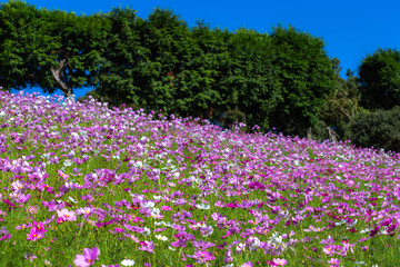 コスモス畑、秋イメージ