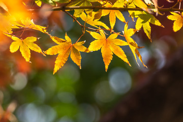 紅葉、秋イメージ