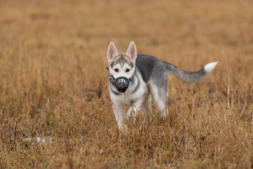 Young husky puppy on a walk in the autumn field