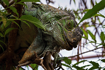 green iguana