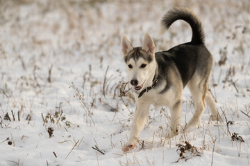 Young husky puppy on a walk in the snow field