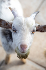 ヤギのポートレート