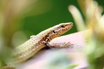 zirichelta