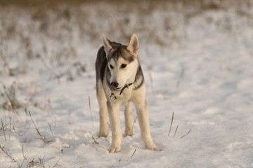 Young husky puppy on a walk in the snow field