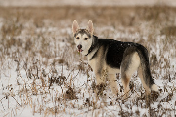 Young husky puppy on a walk in the snow field