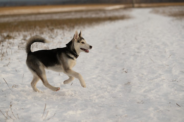 Young husky puppy on a walk in the snow field