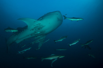 Fototapeta na wymiar Whale Shark 
