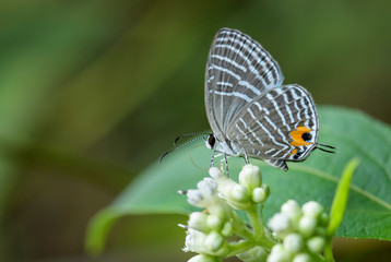 Metallic Caerulean butterfly - Jamides alecto, beautiful butterfly from Sumatra forests, Indonesia.