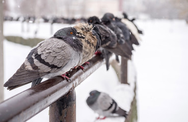 In cold weather, pigeons sit during a snowfall. Selective focus.