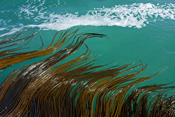 Fototapeta na wymiar Waves moving seaweed in the sea in New Zealand