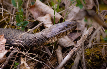 Northern Water Snake