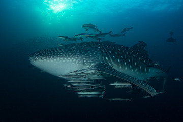 Fototapeta premium Whale Shark 