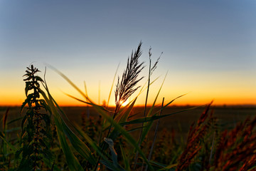 Sunset in the Field