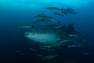 Whale Shark 