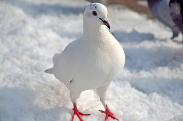  Beautiful white dove walking in the snow. Cooling and snowfall.