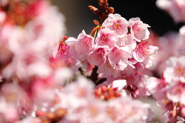早咲き桜