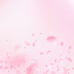 Sakura petals falling down. Romantic pink flowers 
