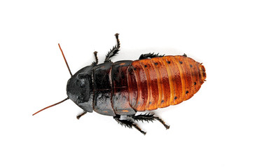 Madagaskar-Fauchschabe (Gromphadorhina portentosa) - Madagascar hissing cockroach