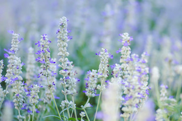 Purple flowers behind the scene to soften the beautiful.