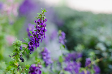 purple flowers in the garden