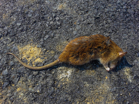 Big dead Rat by poison on the street.  Close up dead rats on the street floor.Dead Brown Rat/ Rattus norvegicus lying on asphalt in a city street. Close up of body.