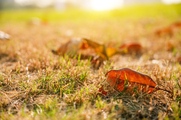 Early morning and late autumn deciduous lawn